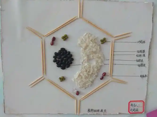 其它 麓外六大节|科技节之生物篇(二):生物模型制作 写美篇一等奖 g