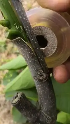 嫁接高手#核桃树夏季方块芽接