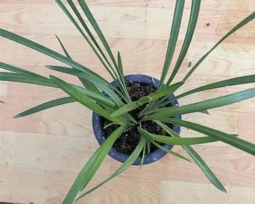 兰花名品——荷之冠,没有叶艺依然上千一苗!你会养吗?多图欣赏