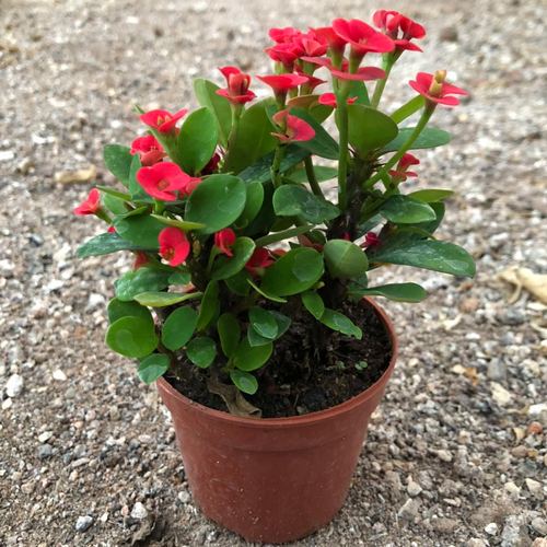 虎刺梅老桩多肉盆栽植物四季开花阳台客厅庭院多肉植物