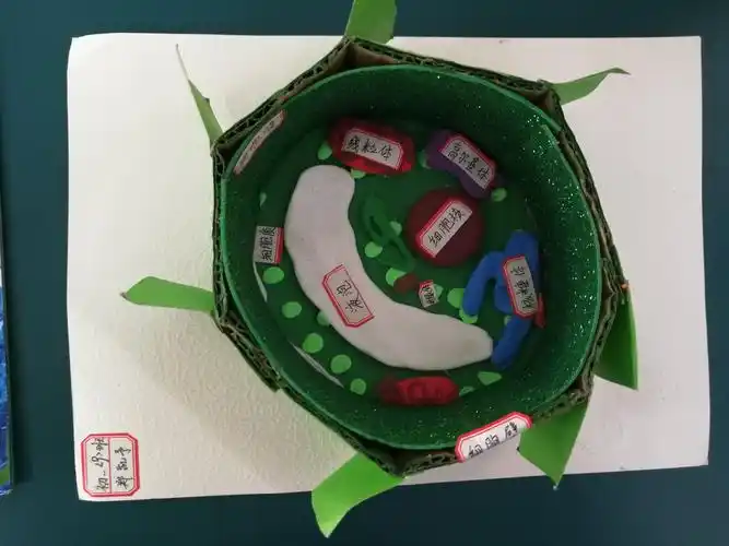 初2018级生物组第二课堂活动——细胞模型制作