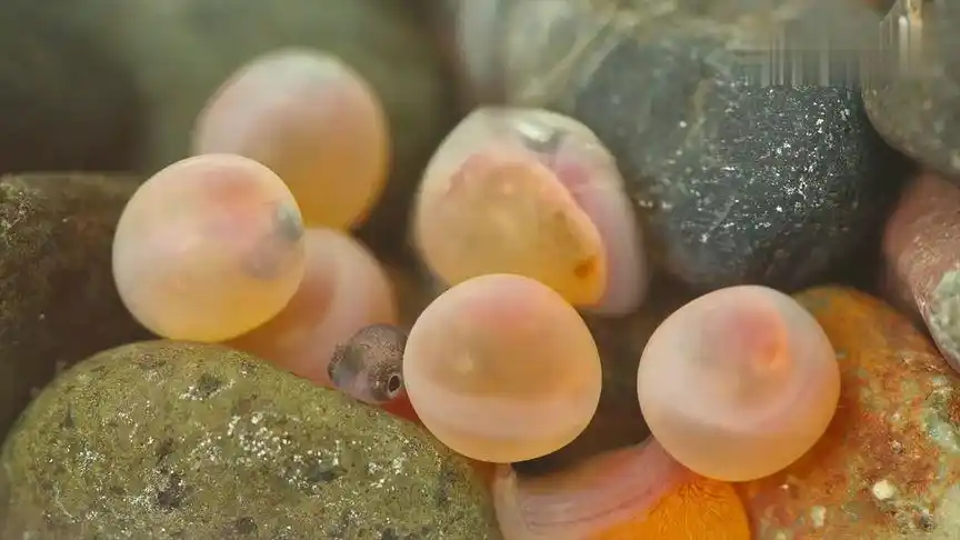 鱼卵孵化成小鱼破壳瞬间,任何一个生命来到世上都是不易的