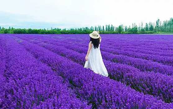 解忧公主薰衣草