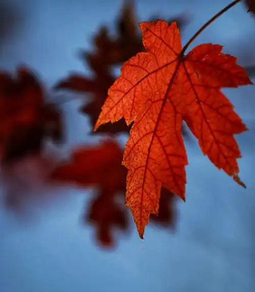 十月枫林晚,枫叶红漫山.