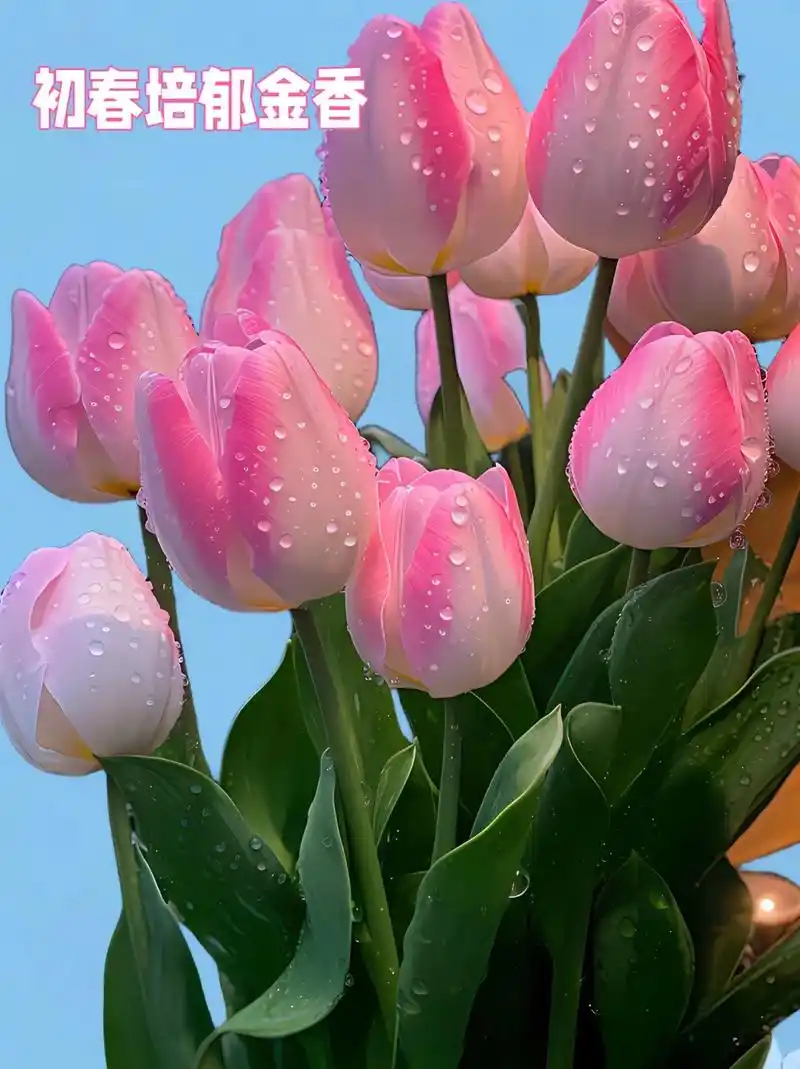 进口荷兰郁金香.#图文伙伴计划2024 郁金香花语是祝福,永 - 抖音