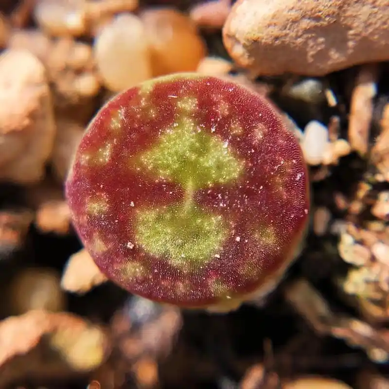 多肉植物肉锥花之毛汉尼