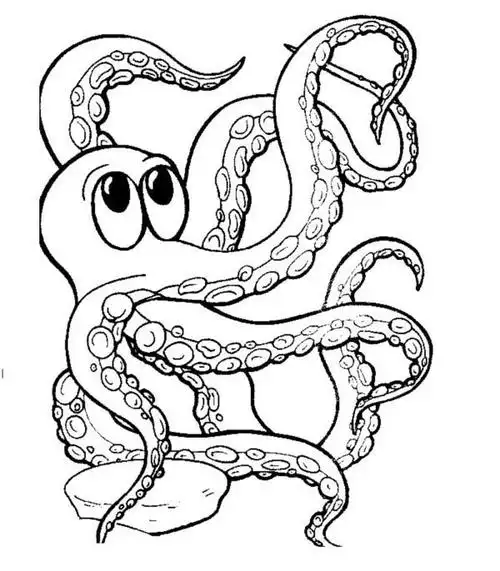 教你画八爪鱼,图片,简笔画-学笔画