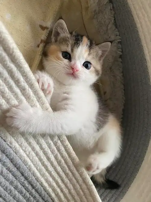 英短三花妹妹找新家