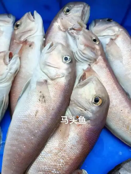 海鲜  #海鲜美食  #冰箱  #海鱼  #野生海鱼  #新鲜海鱼  #马头鱼