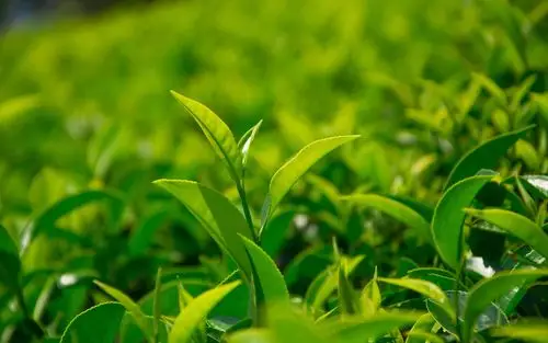 小清新茶叶绿色护眼高清桌面壁纸