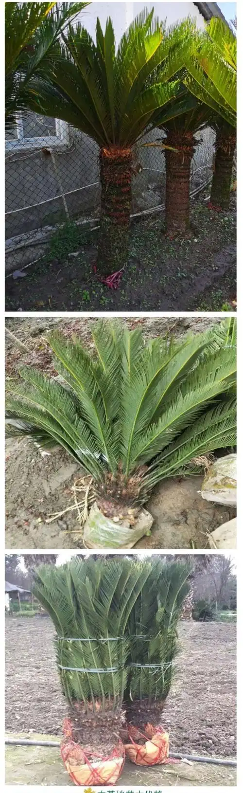 苏铁铁树 多杆(头)铁树苗盆景 1米5树干粗壮四季常绿 - 爱企查