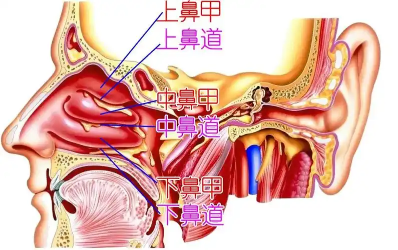鼻拭子一插到底我们的鼻子到底有多深