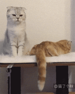 猫了个咪表情包-表情包网站