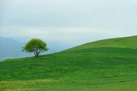 孤独的树上一座小山.多云的天气.背景照片