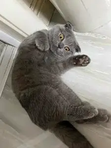 英短蓝猫折耳猫