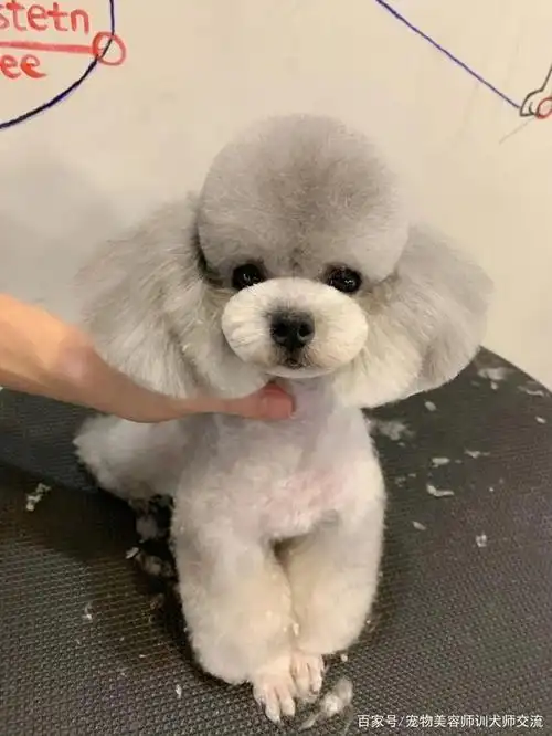 宠物美容师给狗子做的百变造型