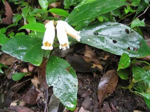 农村山里的野草,蛇最怕它,农民叫它"降龙草",是蛇咬伤良药