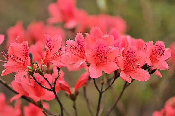 春渡婺源(5)--山上的映山红