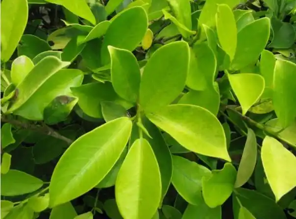 单叶互生(植物叶片排列的方式)_石塘网