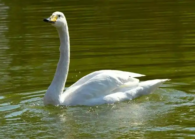 2018文化馆校区浩维美术学校思维创意班第二周《鹅儿戏水》