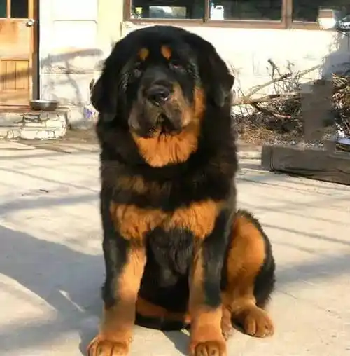 虎头藏獒性情:虎头藏獒更有逐渐,充满领地意识,自主性强.