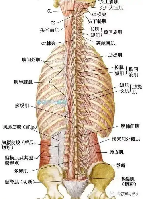 【系统解剖】详细!背部相关肌肉高清彩图讲解
