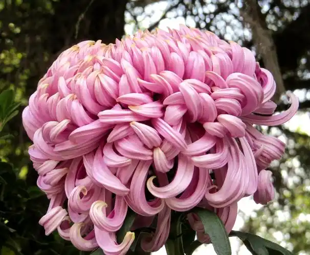 河南开封菊花展览2020.11.