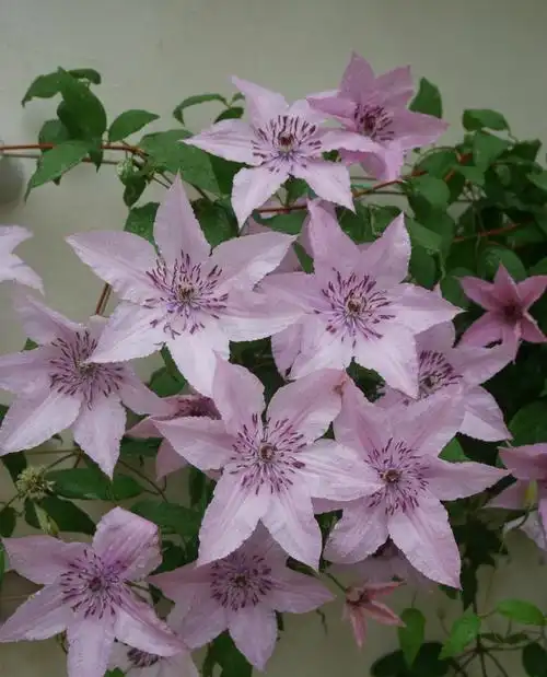 铁线莲,如梦耐荫好品种