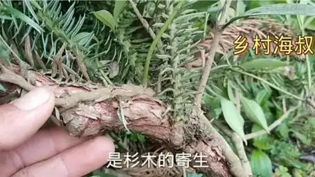 在山里遇见这种寄生,记得带回,杉树寄生茶