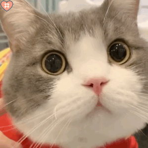可爱猫咪表情包动图