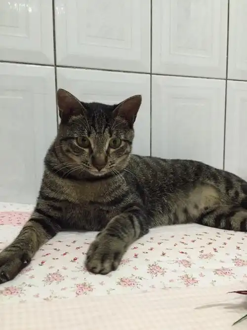 认养相本-- 9个月黑底虎斑猫 -- 台北市支持流浪猫绝育(tnr)计划协会