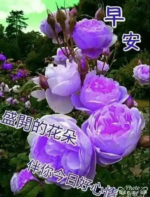 阳春三月最漂亮的早上好问候动态图片,最新最美早安问候语