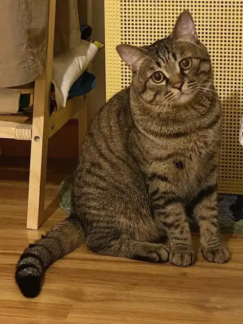 新手"铲屎官"适合养狸花猫?看完你就知道了!