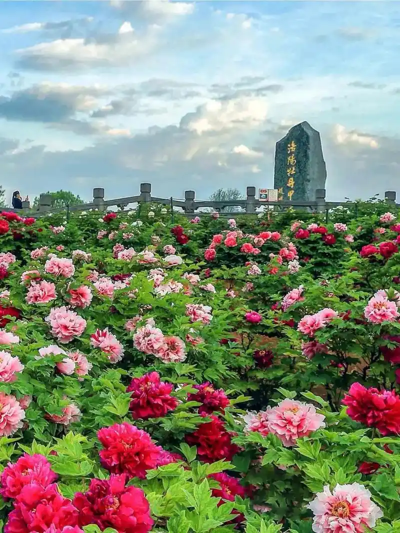洛阳牡丹园牡丹开了!可入园2次 早期白牡丹花10支 晚期芍药 - 抖音