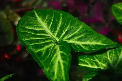 北京世界花卉大观园里的魅花魅叶