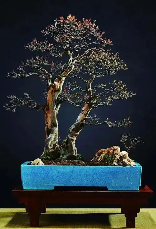 中国盆景艺术大师盛光荣作品清赏