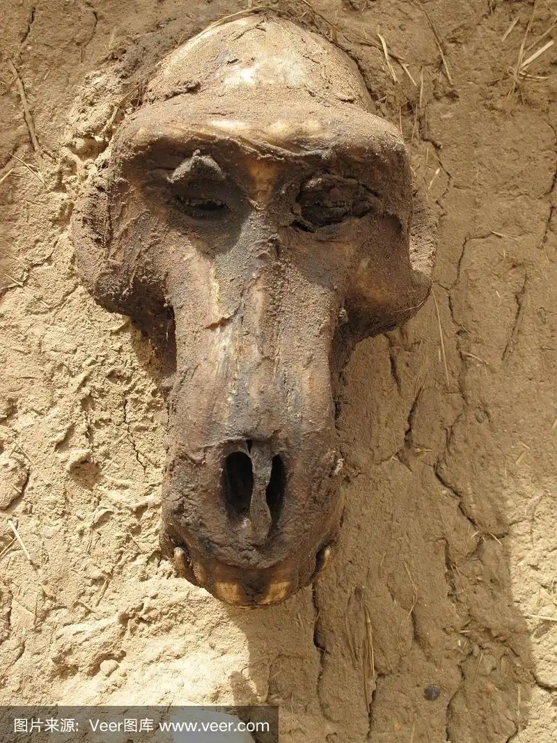 在马里发现的黑猩猩头骨