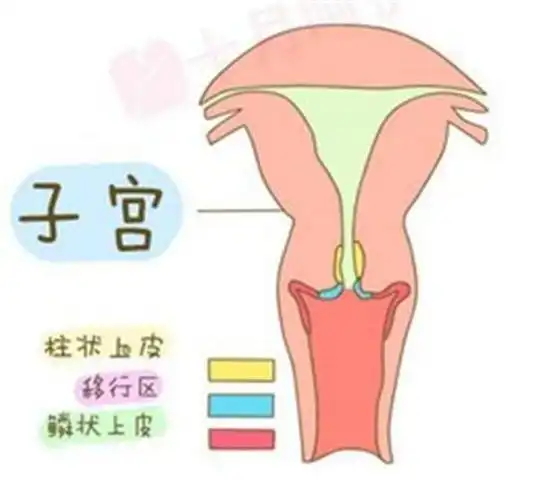 排卵期同房最易怀孕如果这些地方出了问题你同样难以受孕