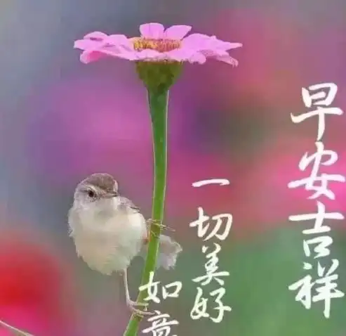 安康如意早安图片大全,早安吉祥2022最新图片