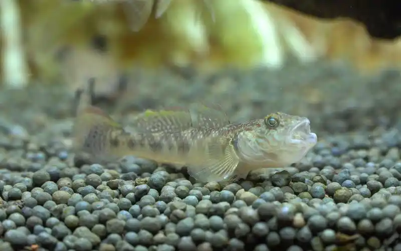 河里捞到的虾虎鱼