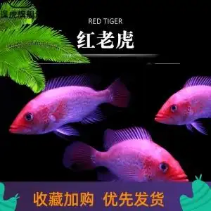 红老虎鱼金玉满堂