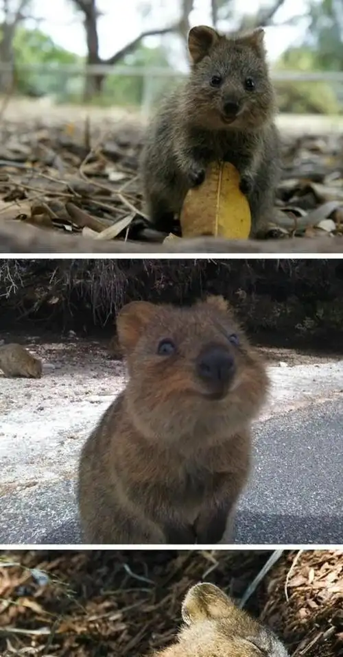 奇妙!25个动物的冷知识,让你心情变好|猴子|大象|海獭|袋鼠|哺乳动物_