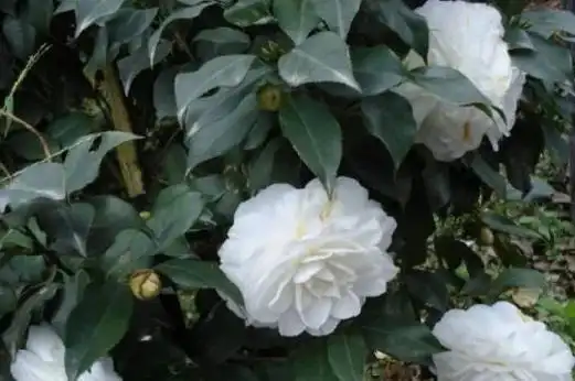 白玉丹茶花开花有多大(丹玉茶梅花期)_植物知识网