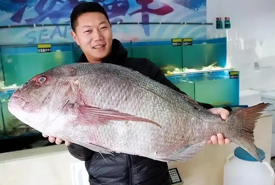 天津大妈钓到了40斤的加吉鱼,被拦在原地,以2.6万的价格被买走