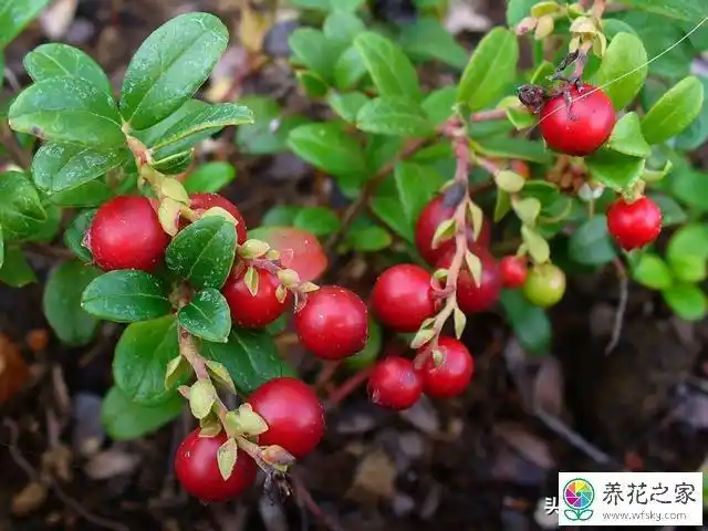 杜鹃花科的植物有哪些