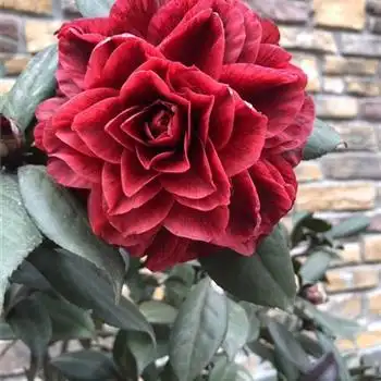 贝拉大玫瑰茶花名品