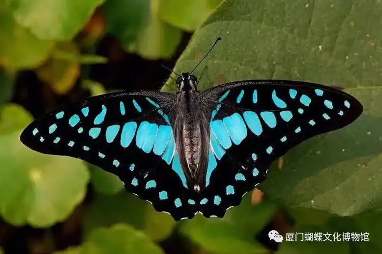 蝴蝶眼斑的作用