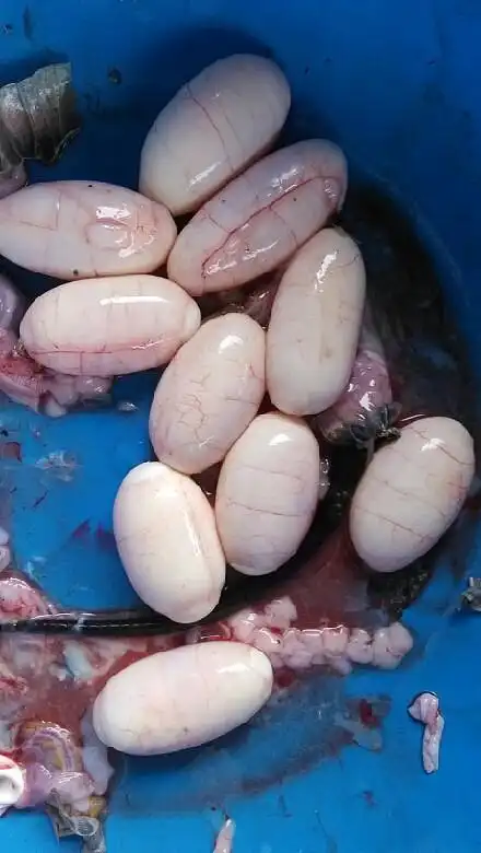 刚从一条眼睛蛇肚子里掏出来的蛇蛋能吃吗