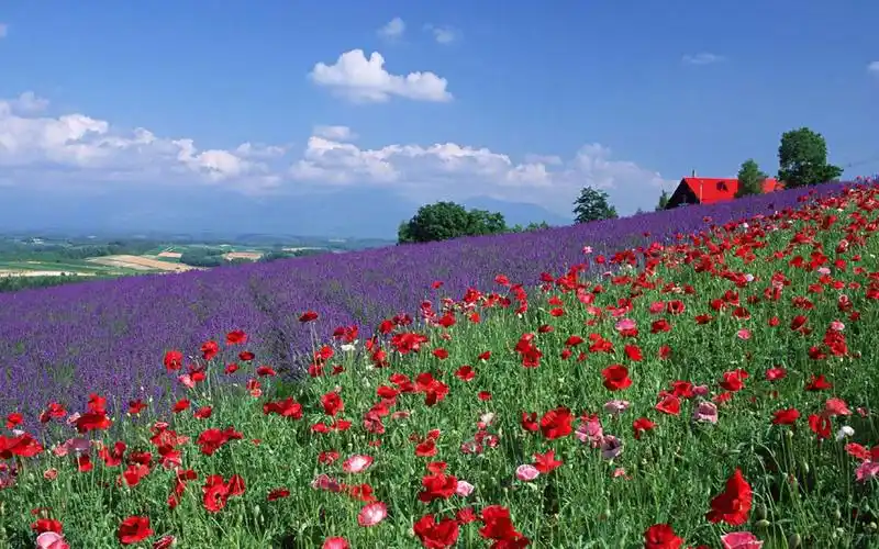 唯美护眼花海风景图片电脑壁纸