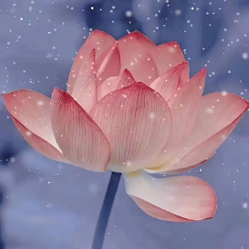 91//最近超火的荷花头像 (能用到60岁的头像)